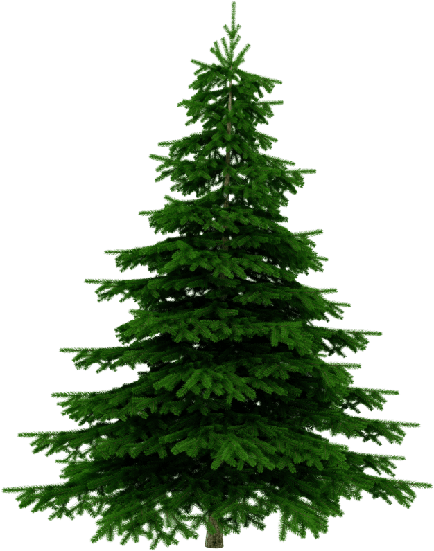 Weihnachtsbaumerlebnis Tannenbaum